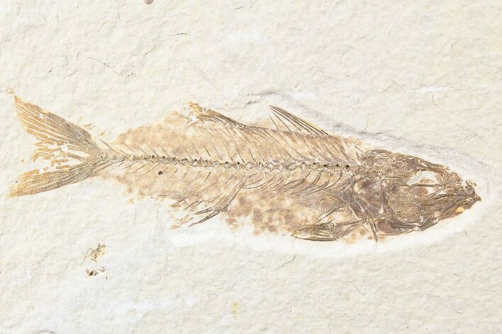 Fossil Fish (Mioplosus) From Wyoming - Uncommon Species #85528